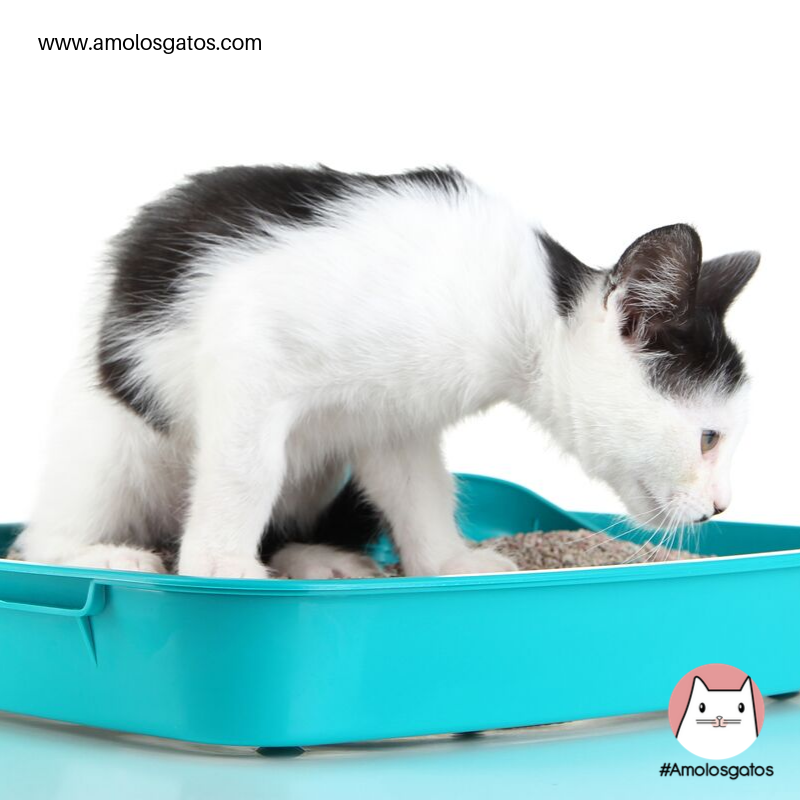 3 Tips para escoger el arenero adecuado para tu gato (2)