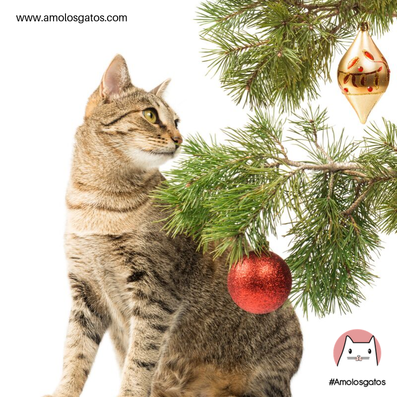 6 consejos para cuidar a tu gato en esta Navidad (3)