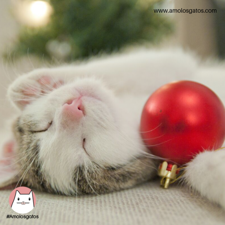 6 consejos para cuidar a tu gato en esta Navidad - Amo los Gatos