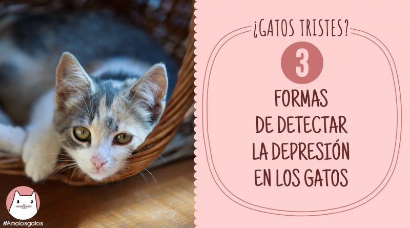 formas de detectar la depresión en los gatos (2)