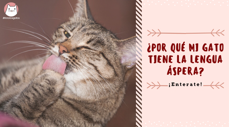 ¿Por qué mi gato tiene la lengua áspera_