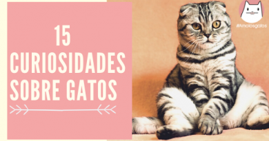 15 curiosidades sobre gatos