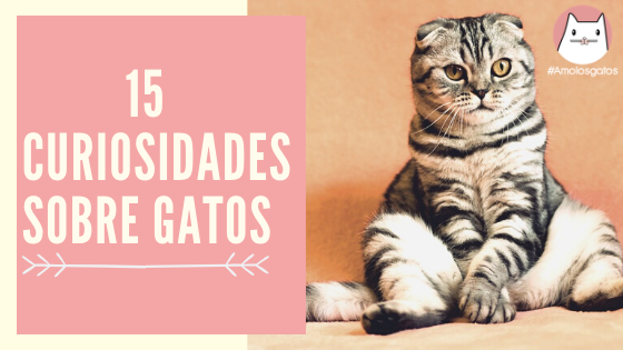 15 curiosidades sobre gatos