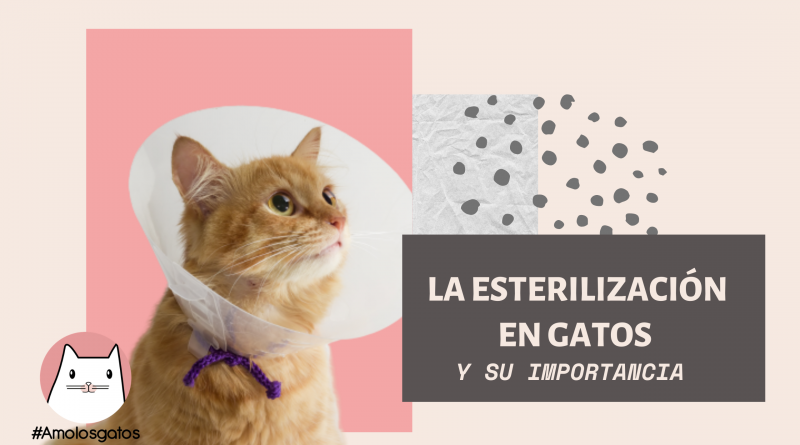 La esterilización en gatos y su importancia