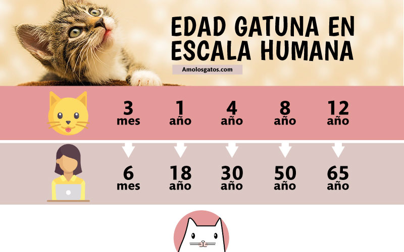 reloj Figura Rápido Sabes cuántos años humanos tiene un gato? - Amo los Gatos