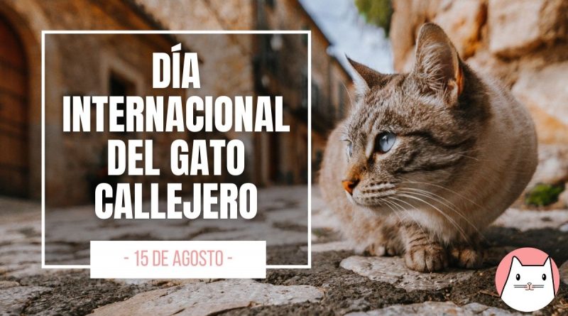 15 de Agosto día internacional del gato callejero