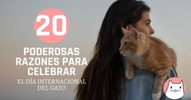 20 poderosas razones para celebrar juntos el día internacional del gato (2)