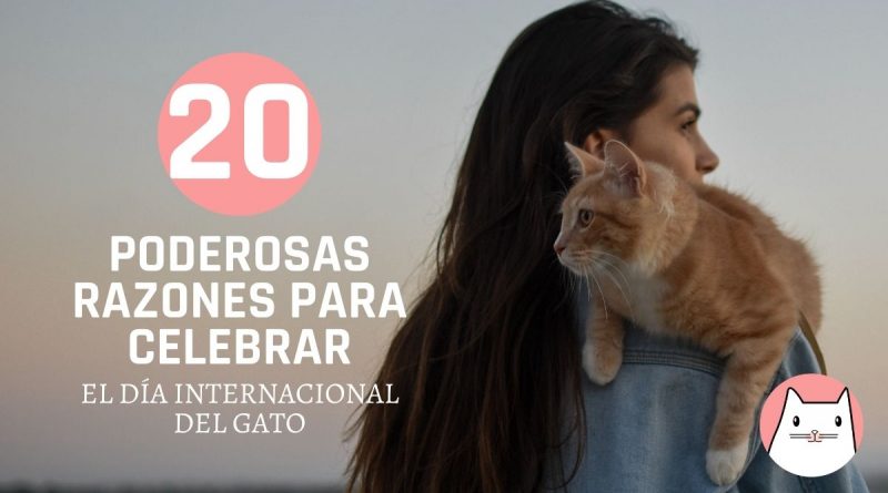 20 poderosas razones para celebrar juntos el día internacional del gato (2)