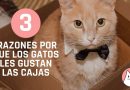 3 Razones por que los gatos les gustan las cajas