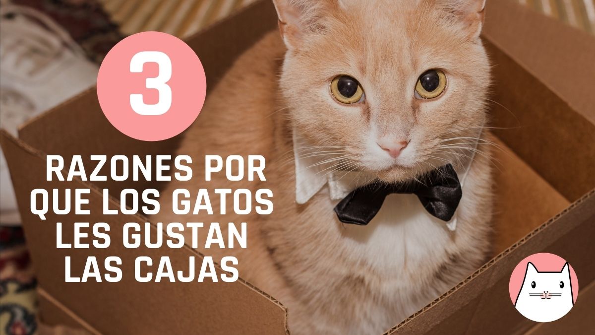 3 Razones por que los gatos les gustan las cajas Amo los Gatos 3 Razones por que los gatos les gustan las cajas Amo los Gatos