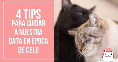 4 Tips para cuidar a nuestra gata en época de celo (2)