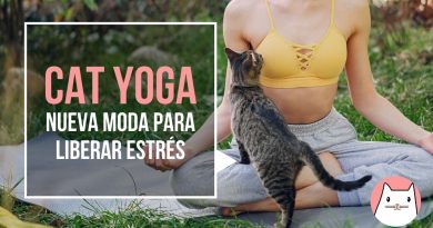 Cat-yoga, una nueva moda para liberar el estrés (3)